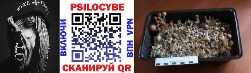 Псилоцибиновые грибы GOLDEN TEACHER Новосиль